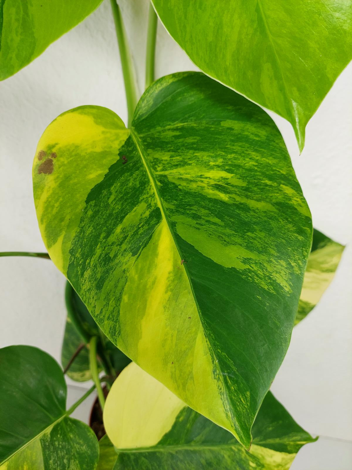 Monstera Aurea Variegata