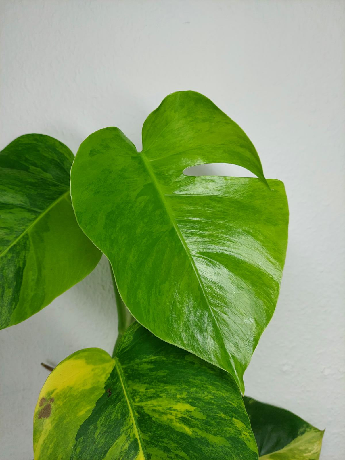 Monstera Aurea Variegata