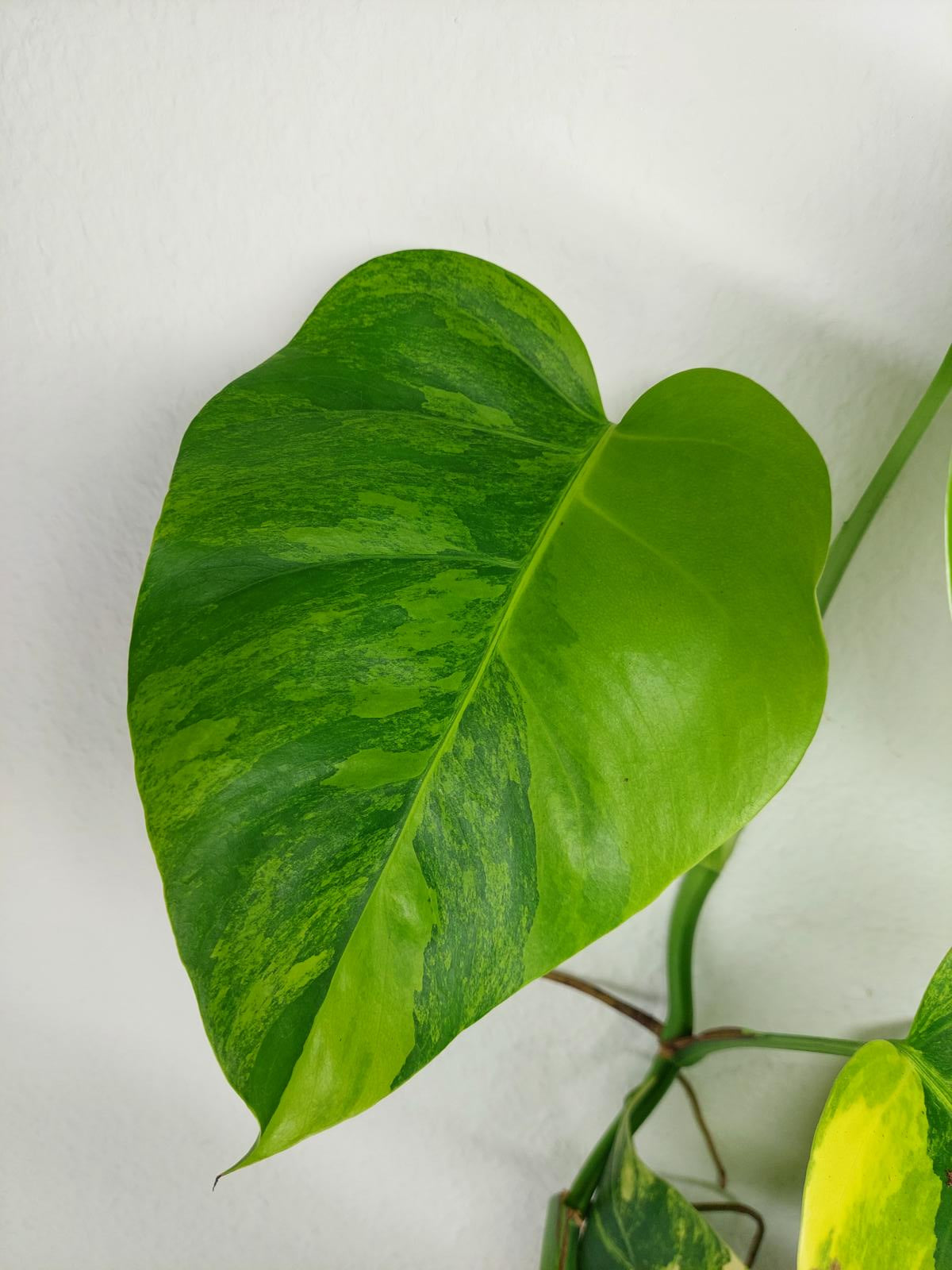 Monstera Aurea Variegata