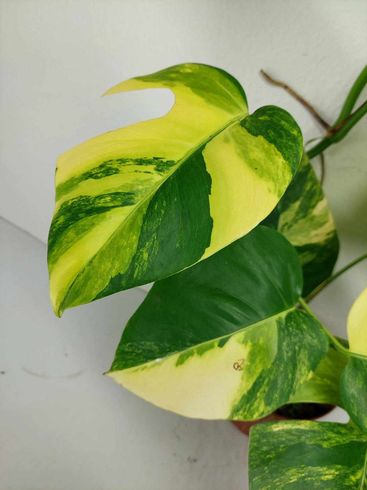 Monstera Aurea Variegata