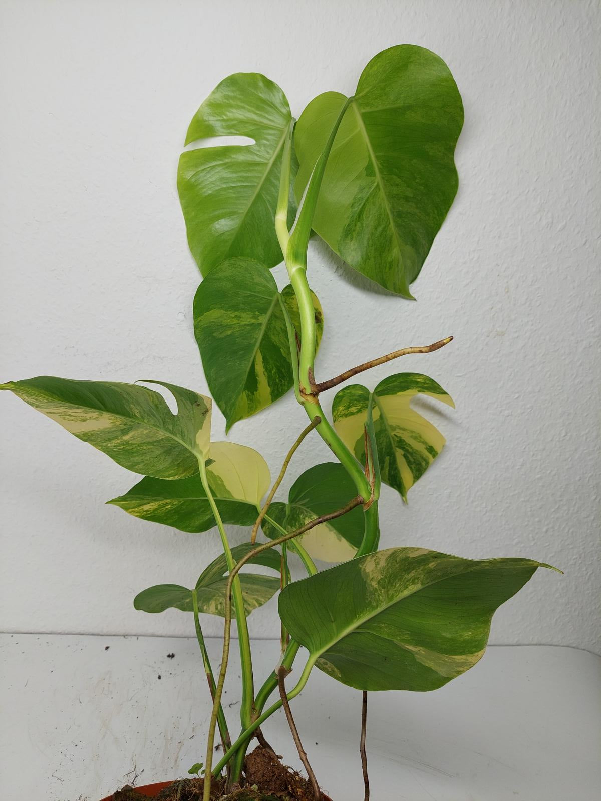 Monstera Aurea Variegata