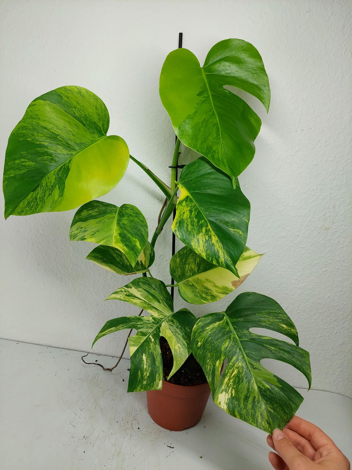 Monstera Aurea Variegata