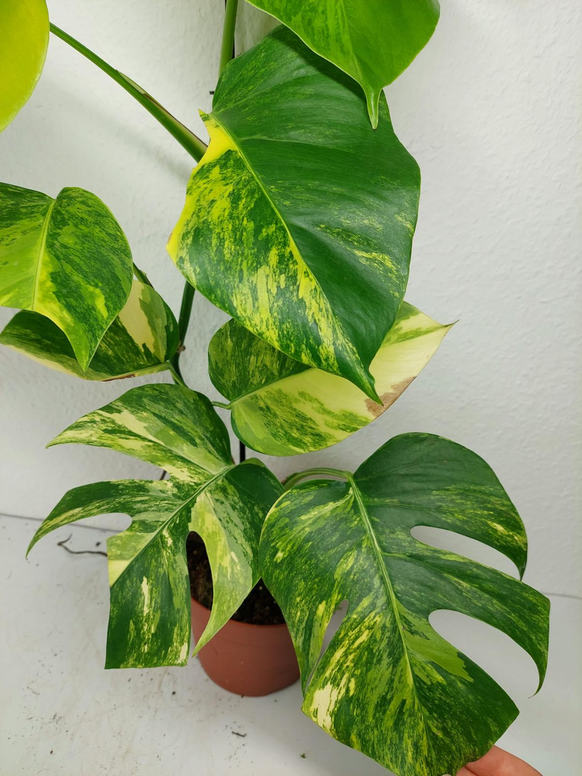 Monstera Aurea Variegata