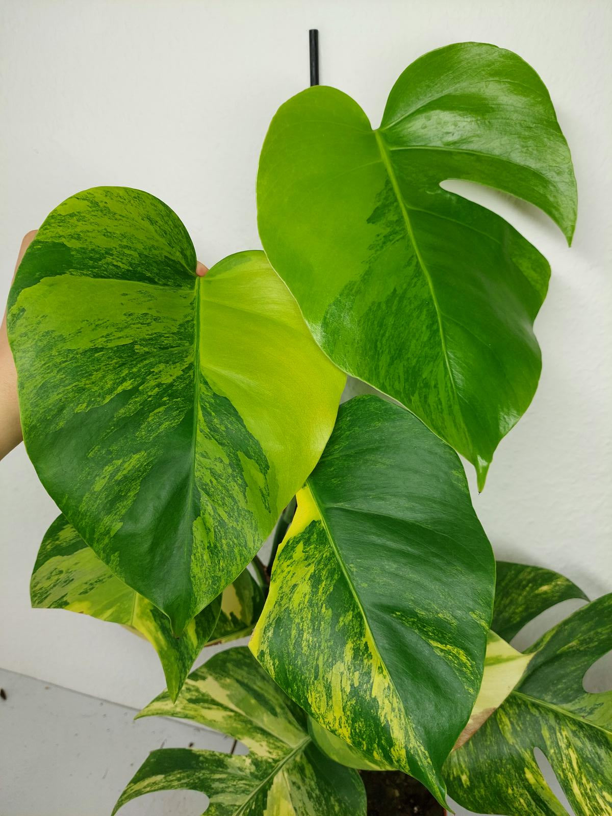 Monstera Aurea Variegata