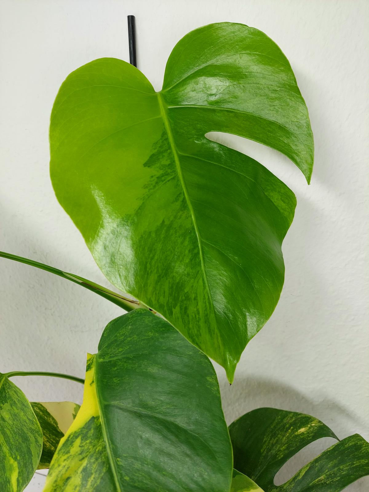 Monstera Aurea Variegata