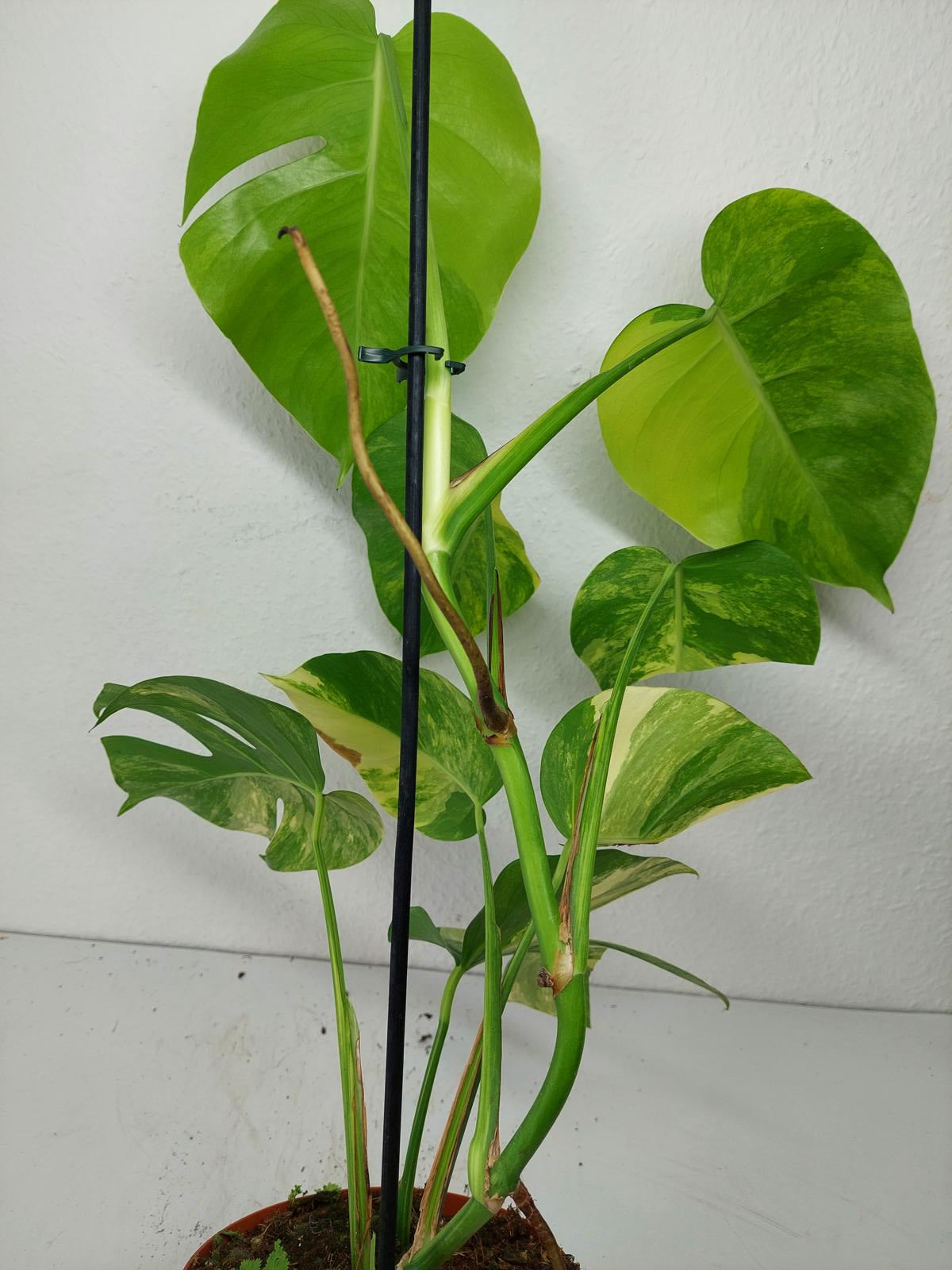 Monstera Aurea Variegata