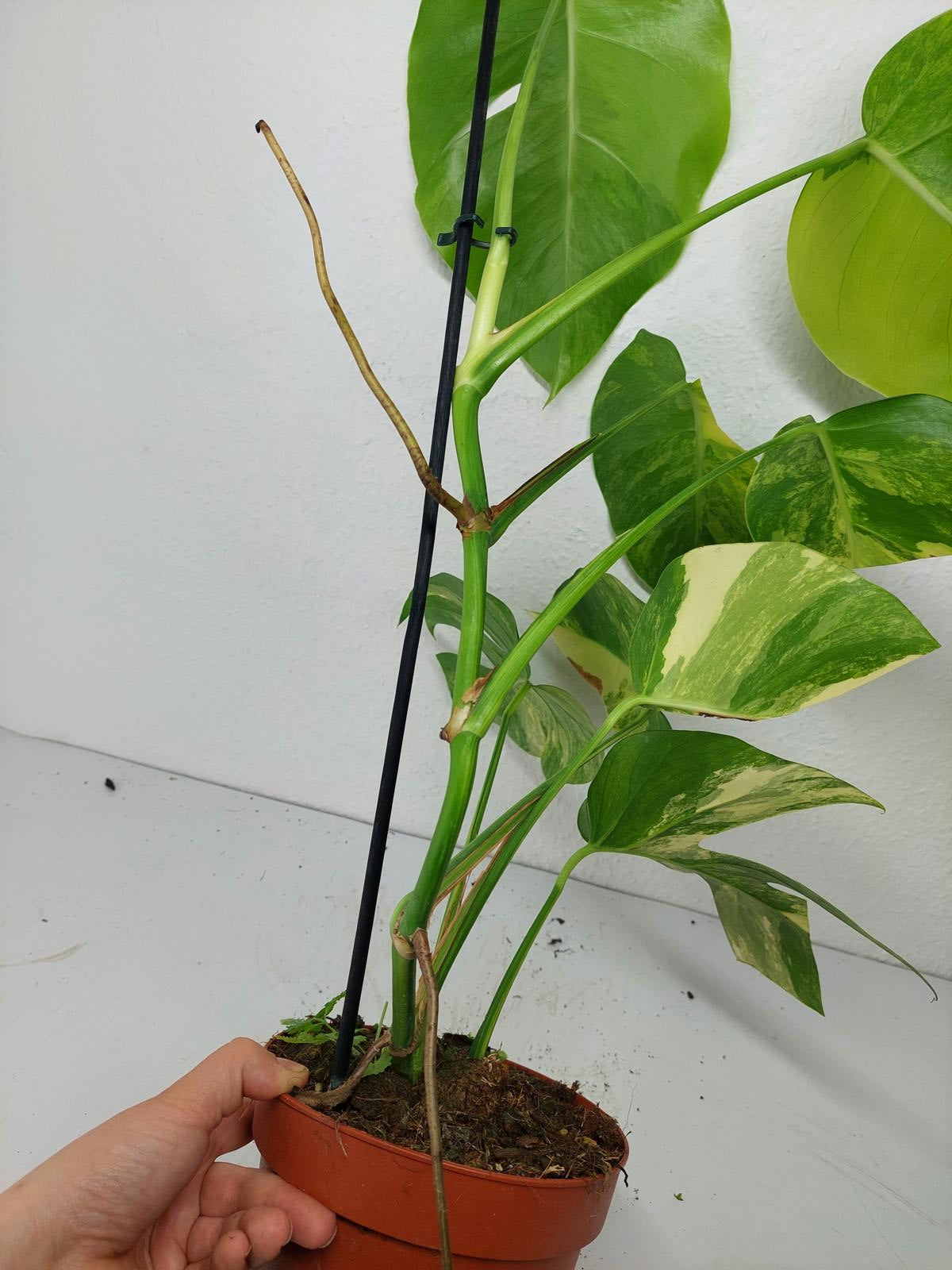 Monstera Aurea Variegata