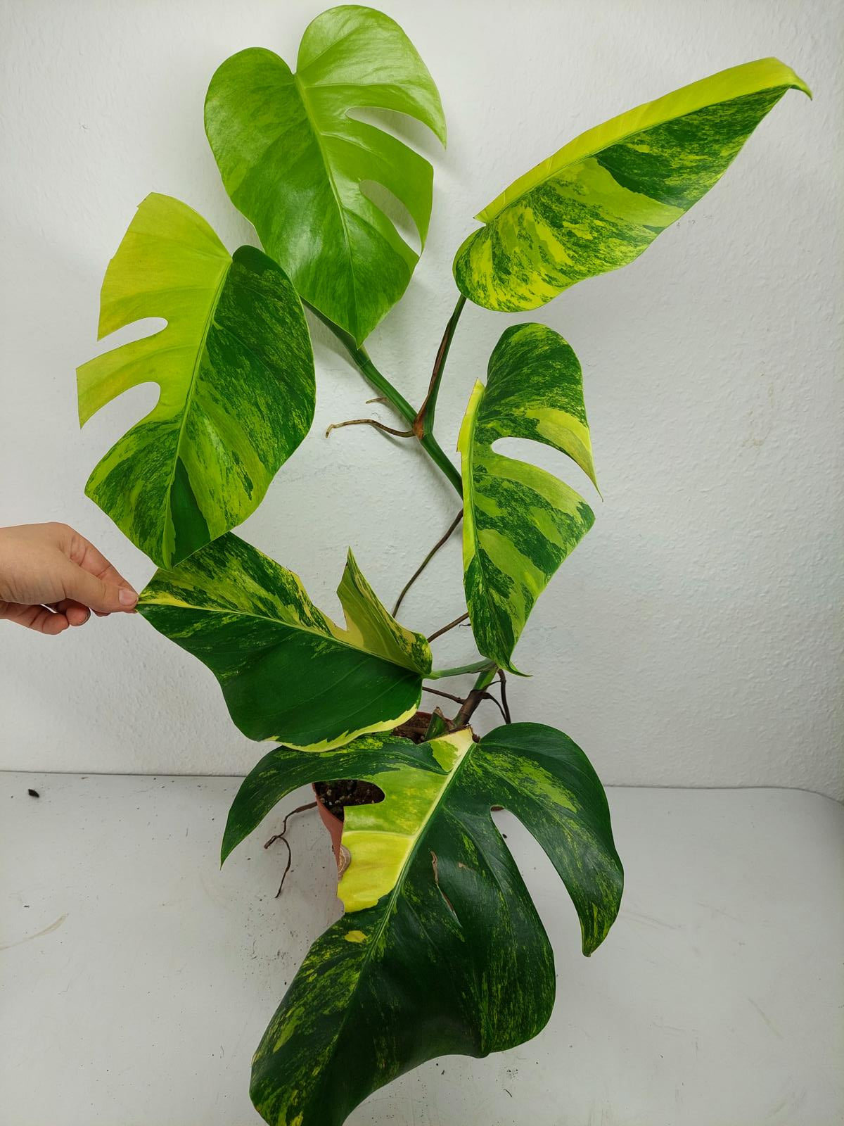 Monstera Aurea Variegata