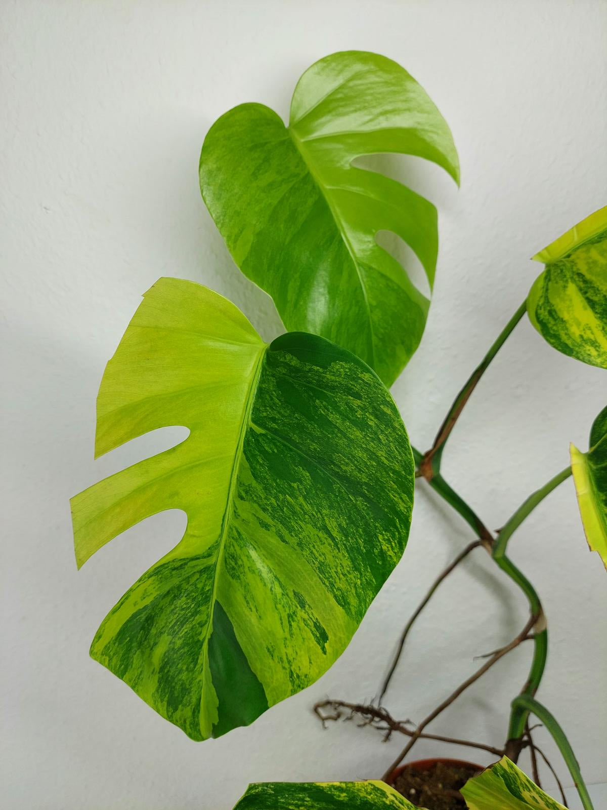 Monstera Aurea Variegata