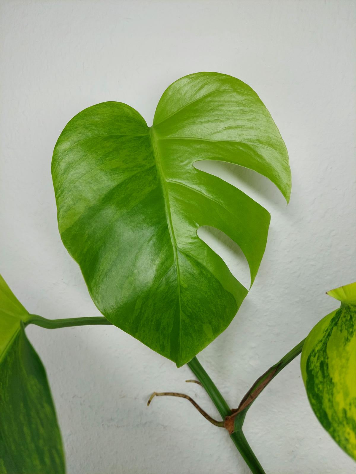 Monstera Aurea Variegata