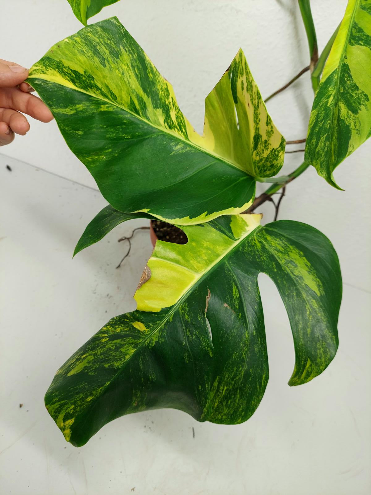 Monstera Aurea Variegata