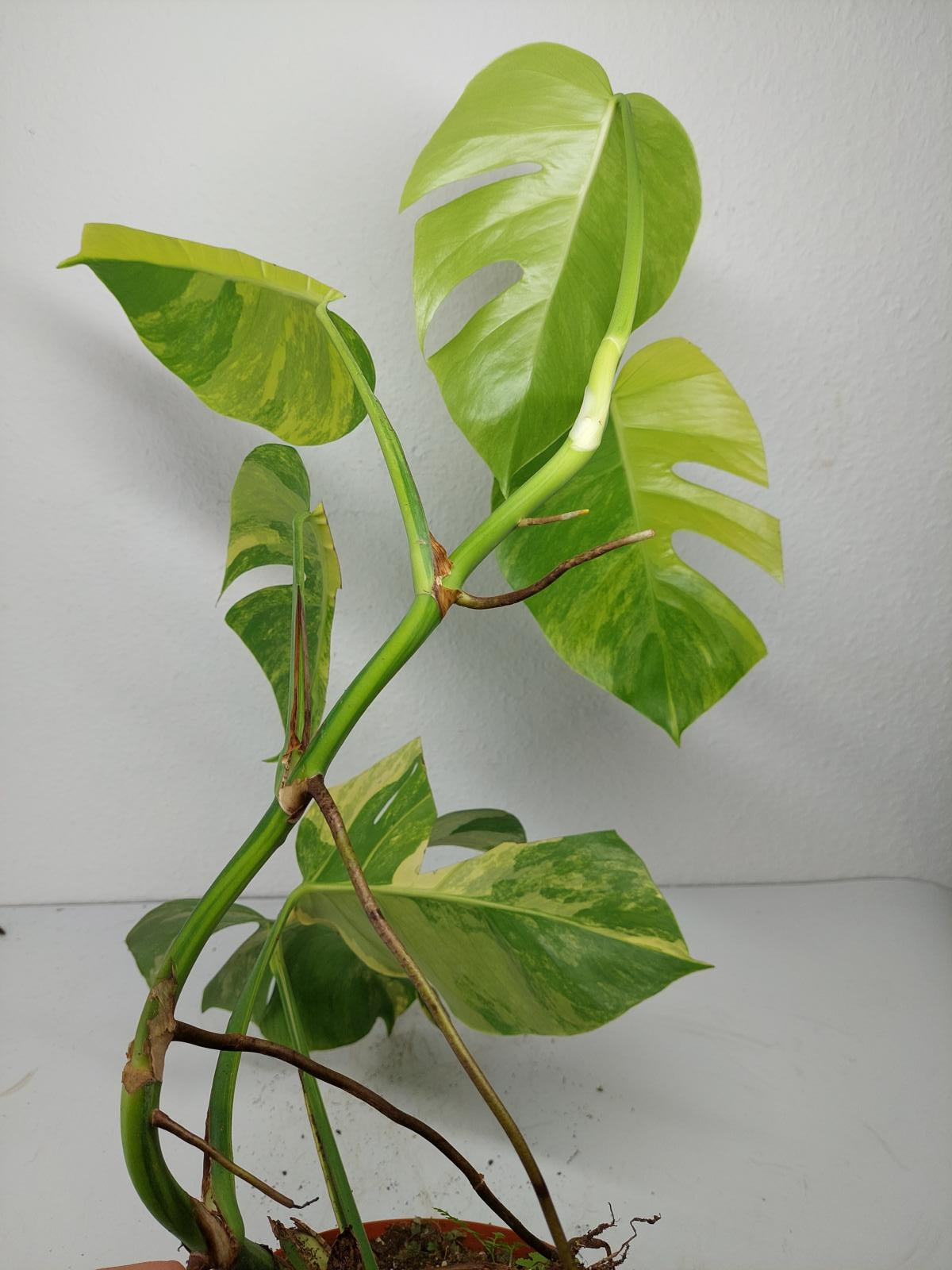 Monstera Aurea Variegata