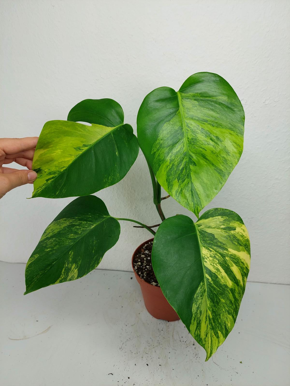Monstera Aurea Variegata