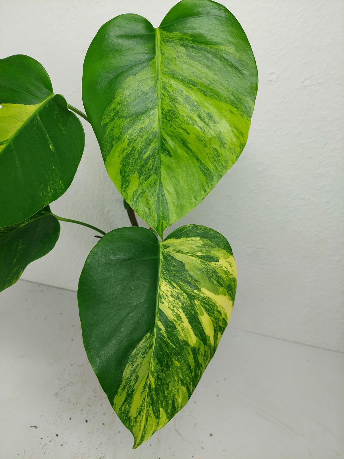 Monstera Aurea Variegata