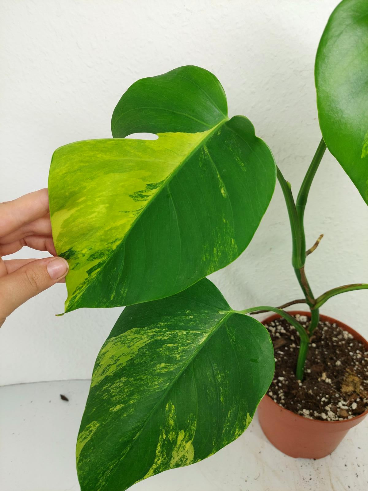 Monstera Aurea Variegata