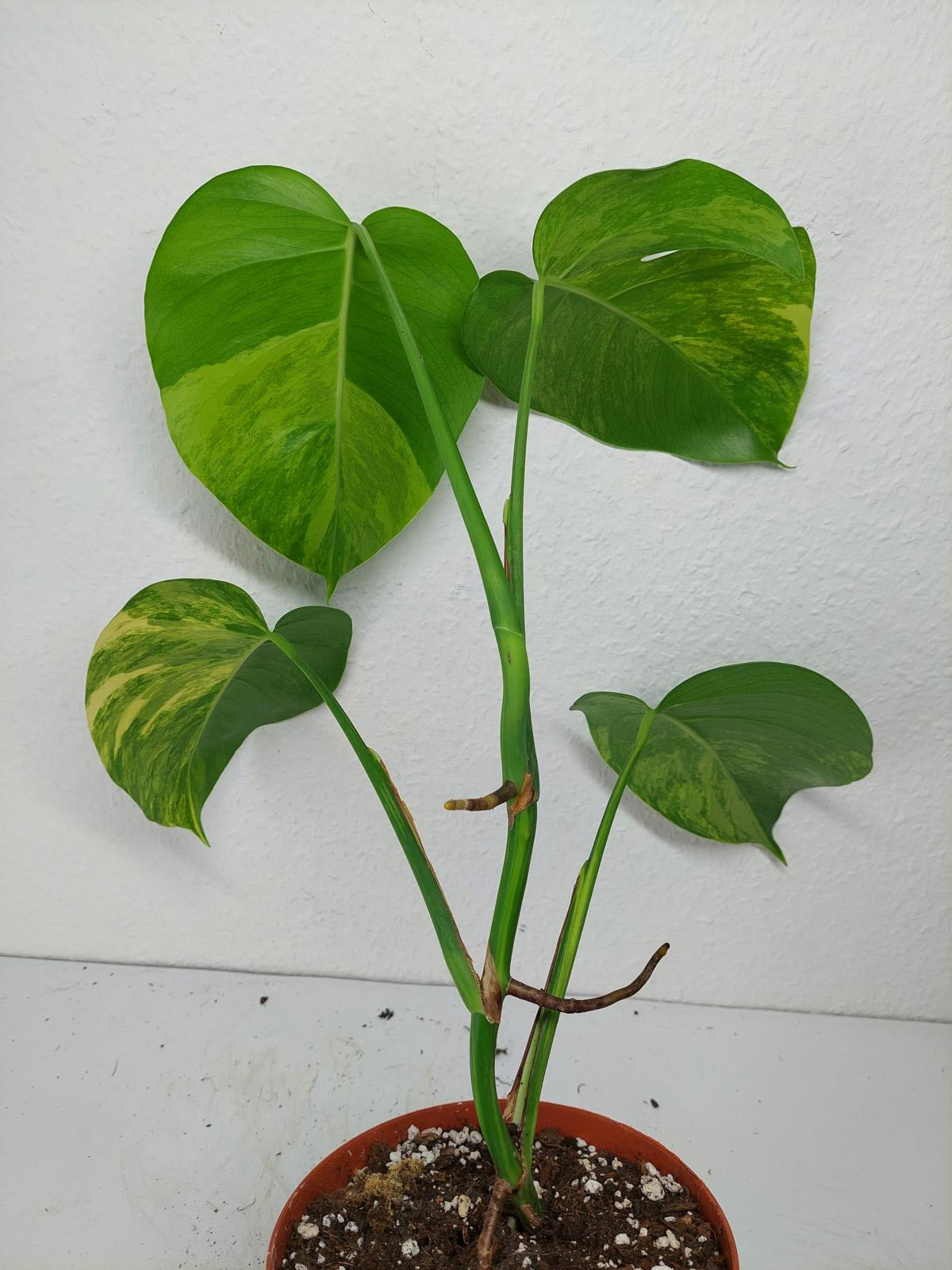Monstera Aurea Variegata