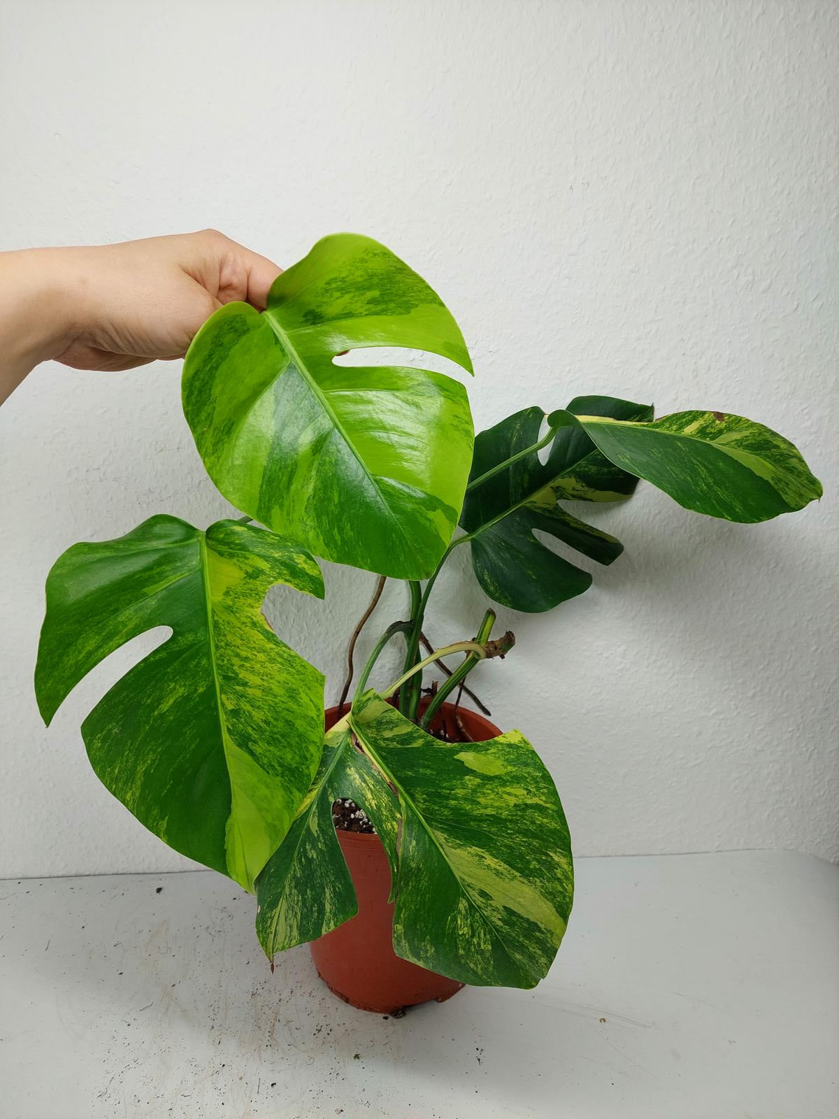 Monstera Aurea Variegata