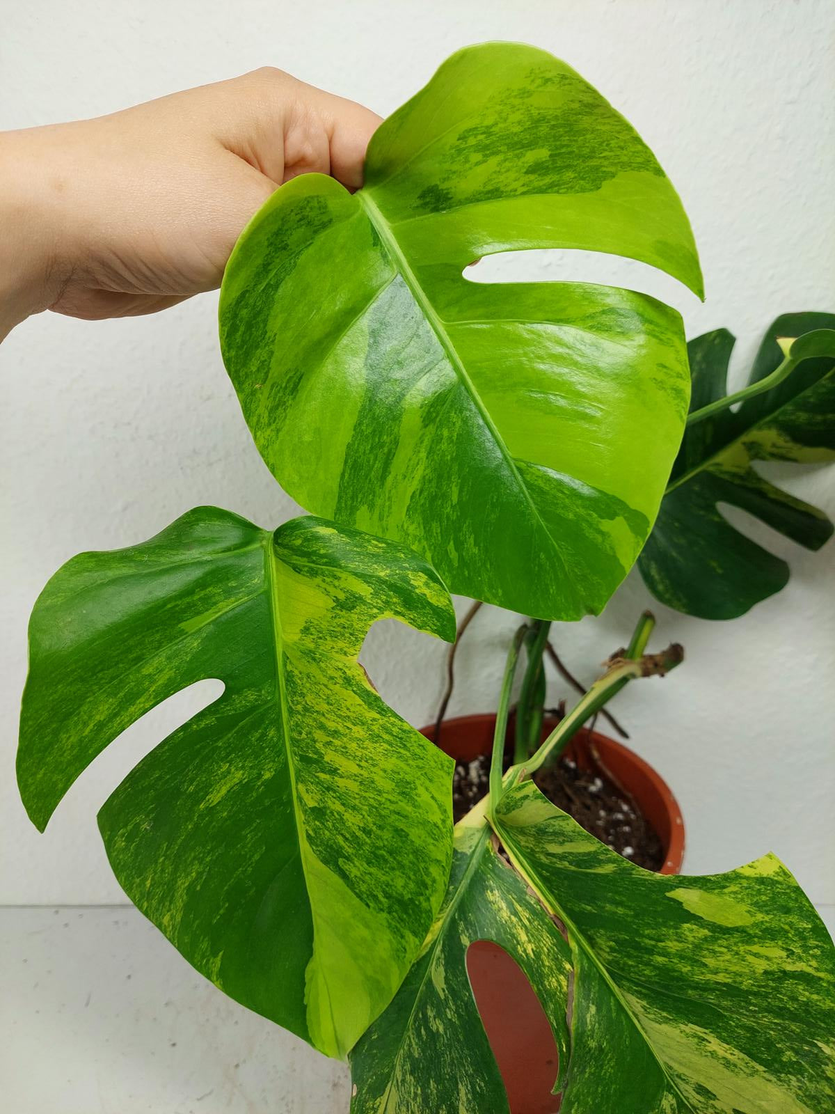 Monstera Aurea Variegata