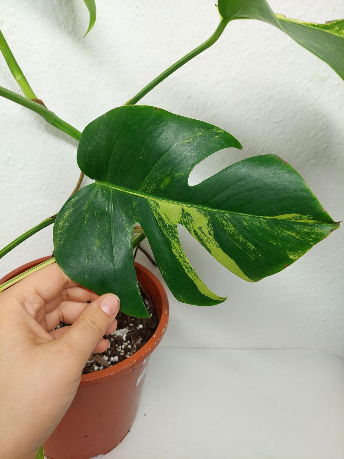 Monstera Aurea Variegata