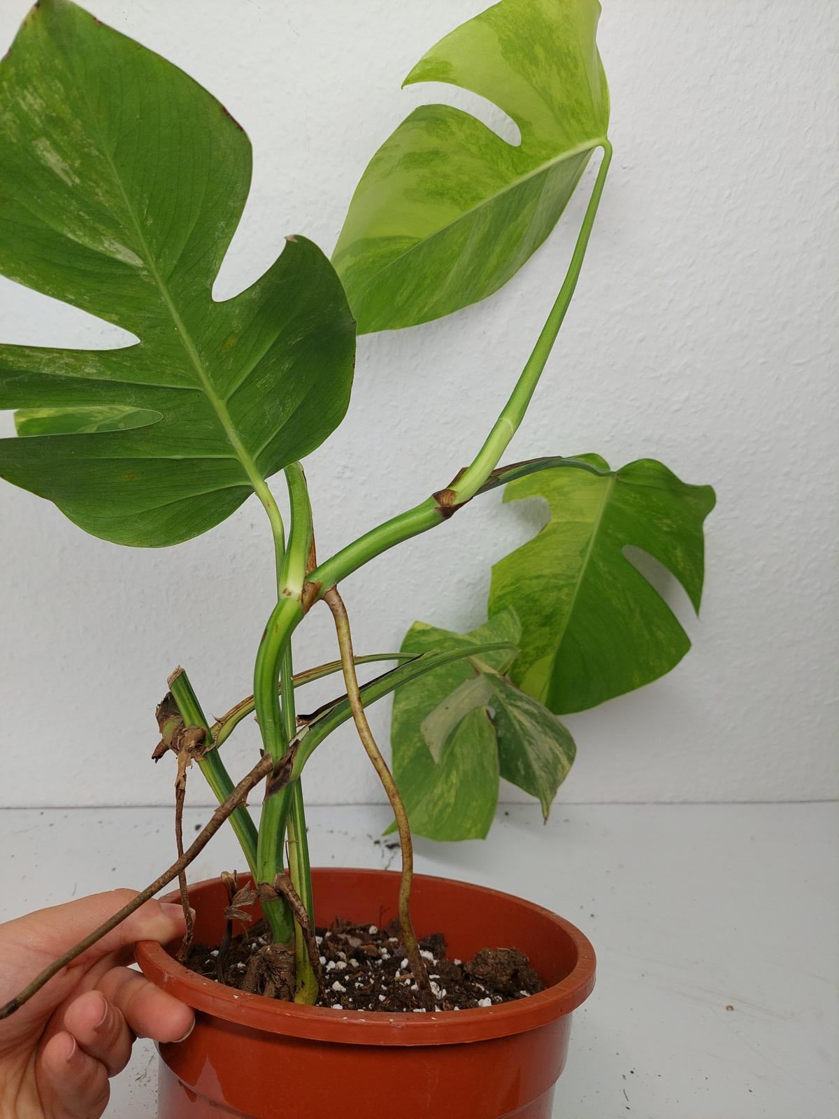 Monstera Aurea Variegata