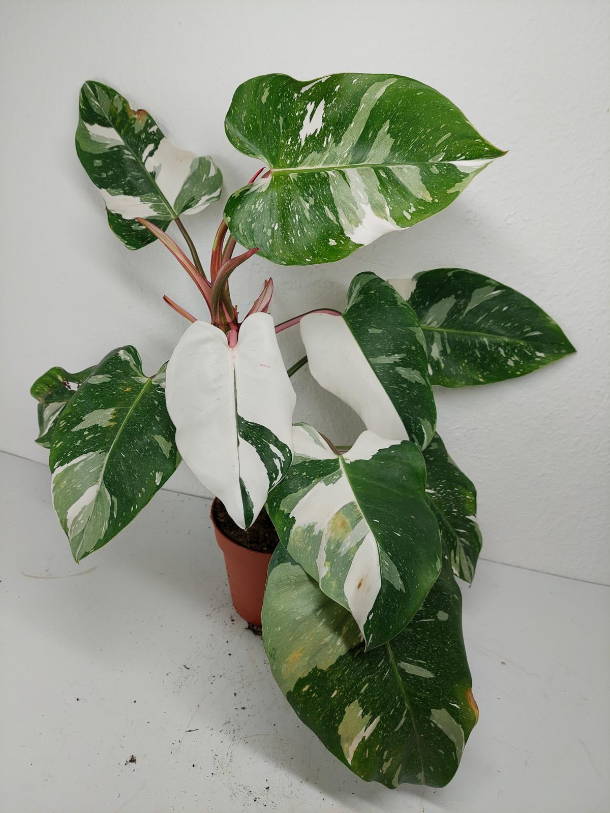 Philodendron White Princess