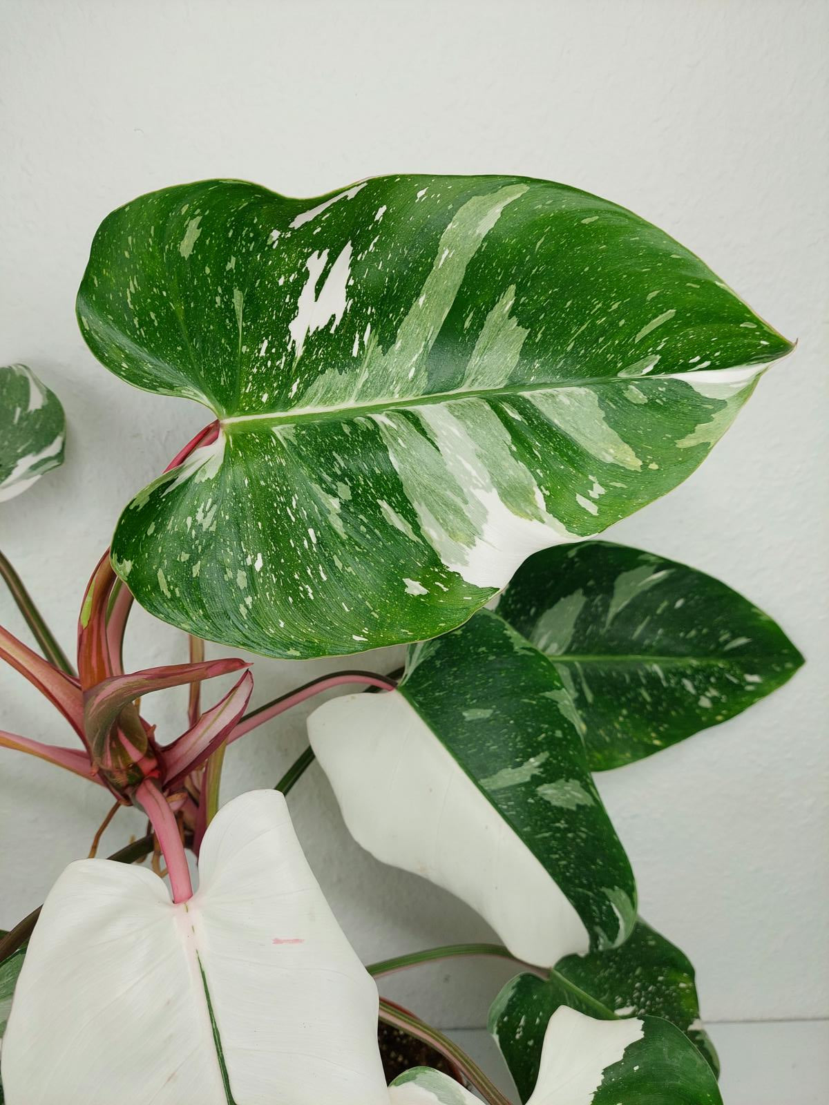 Philodendron White Princess
