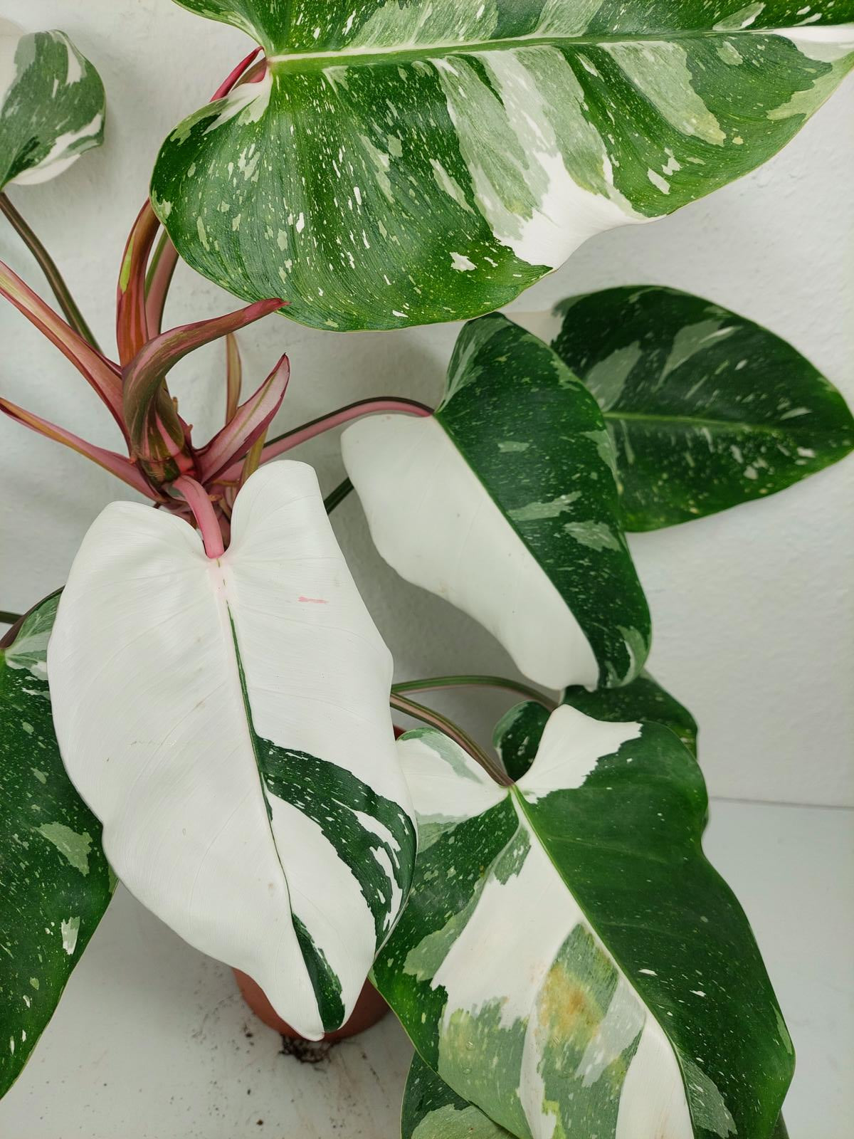 Philodendron White Princess