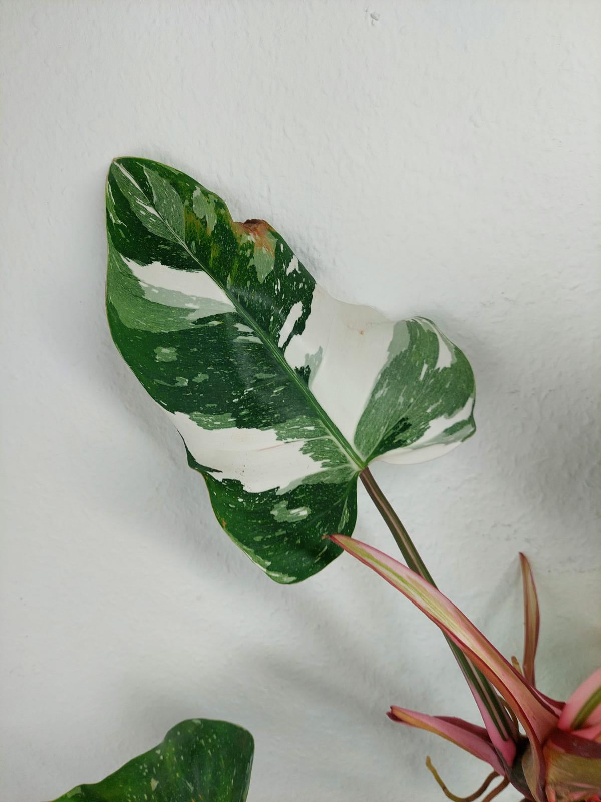 Philodendron White Princess