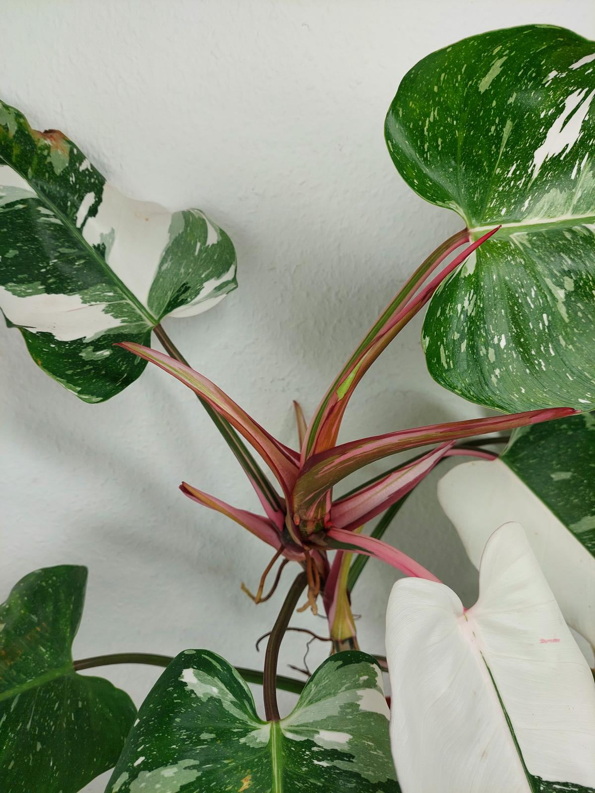 Philodendron White Princess