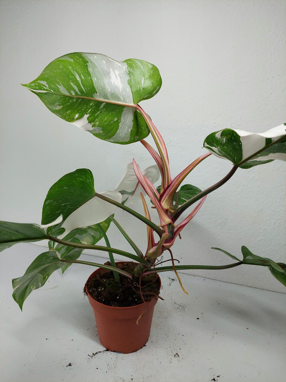 Philodendron White Princess