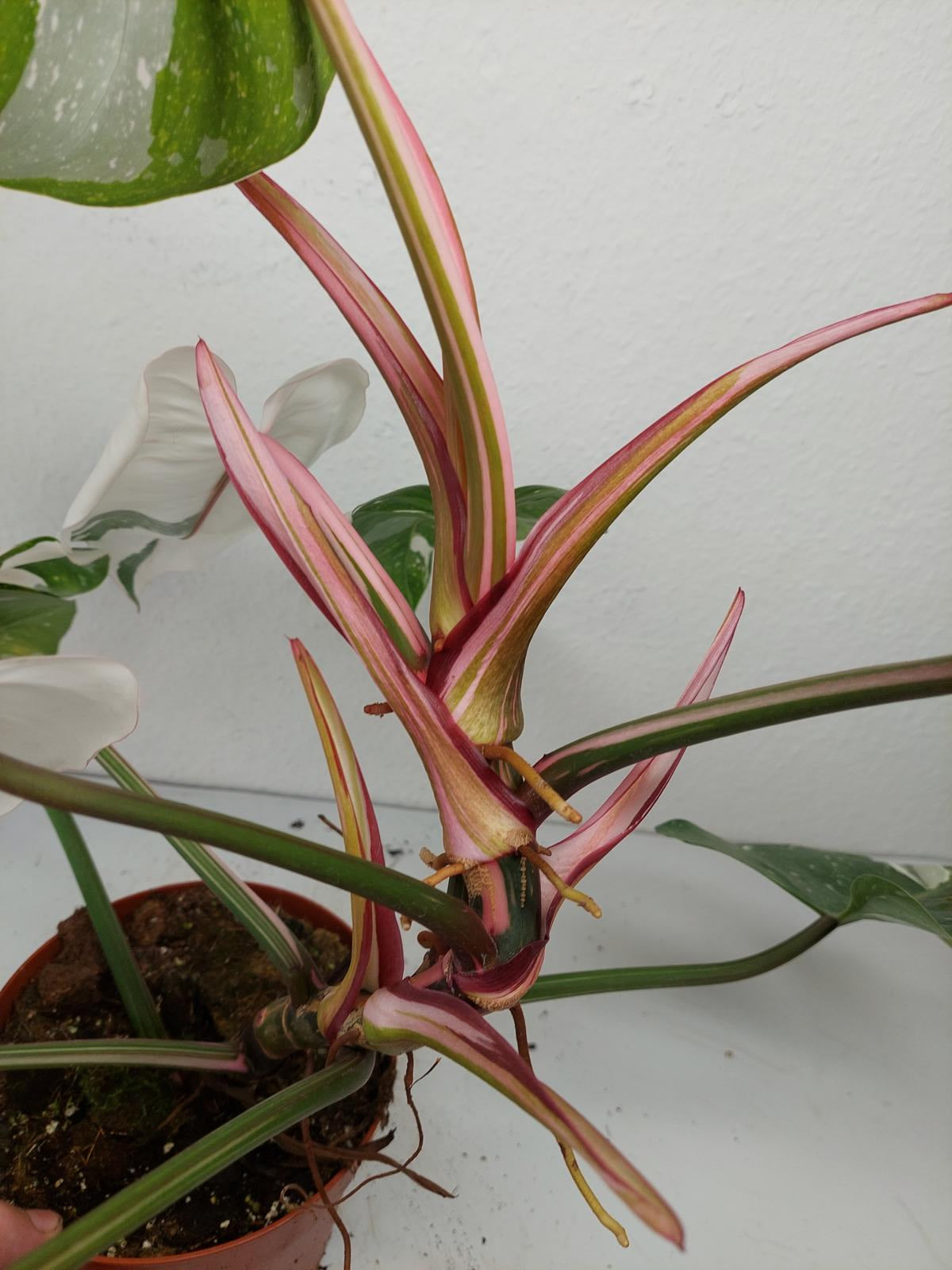 Philodendron White Princess