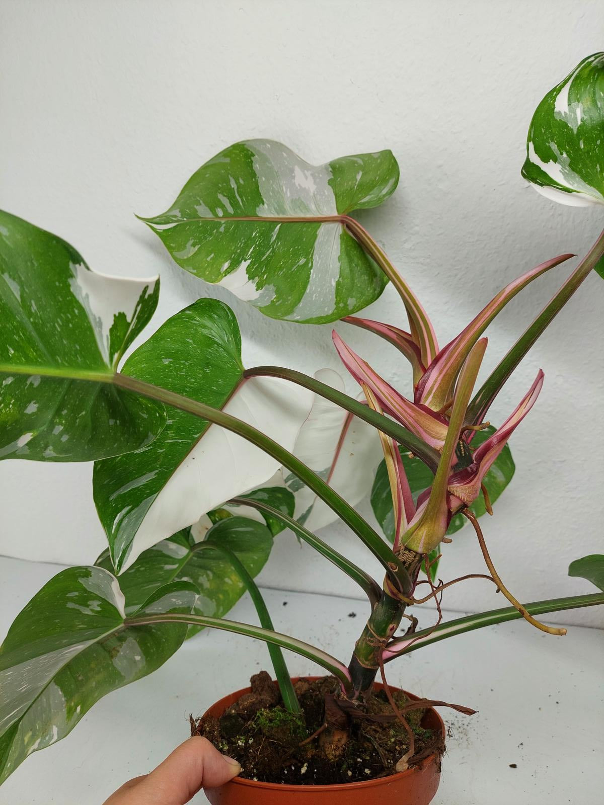 Philodendron White Princess