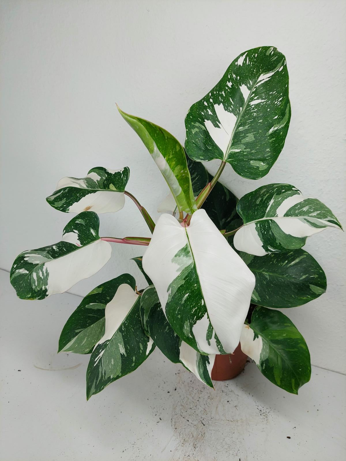 Philodendron White Princess