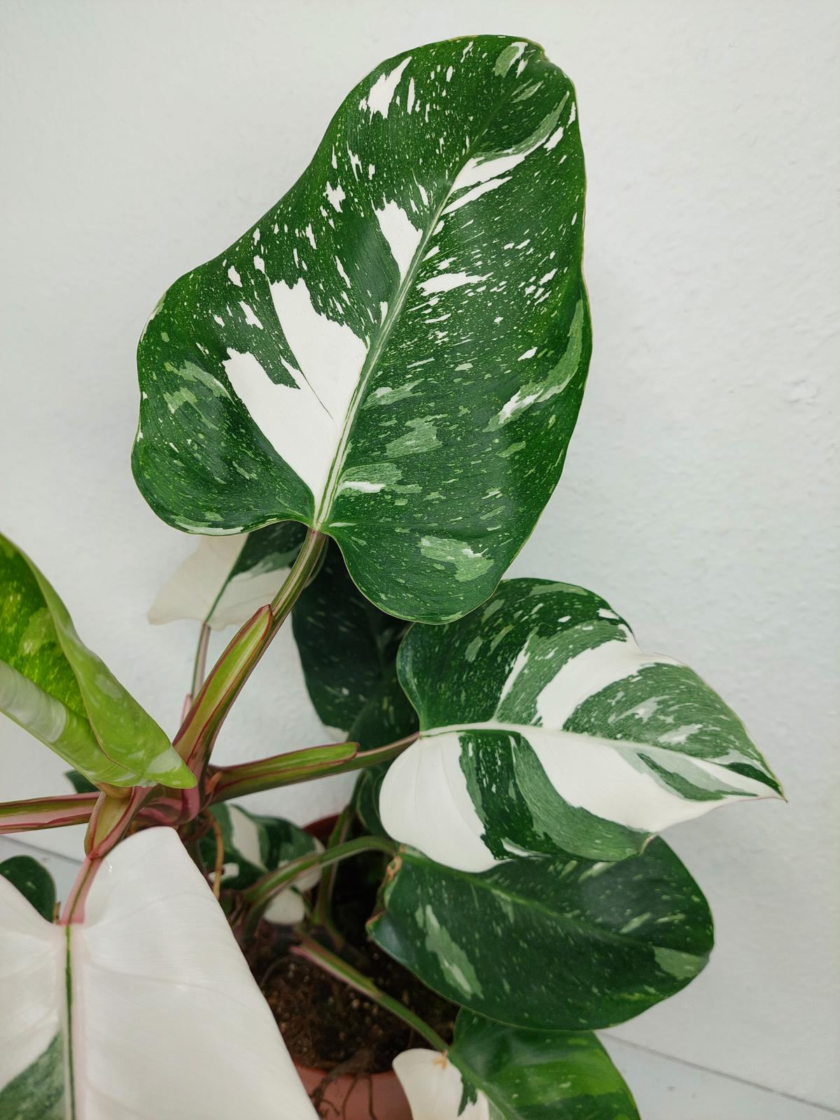 Philodendron White Princess