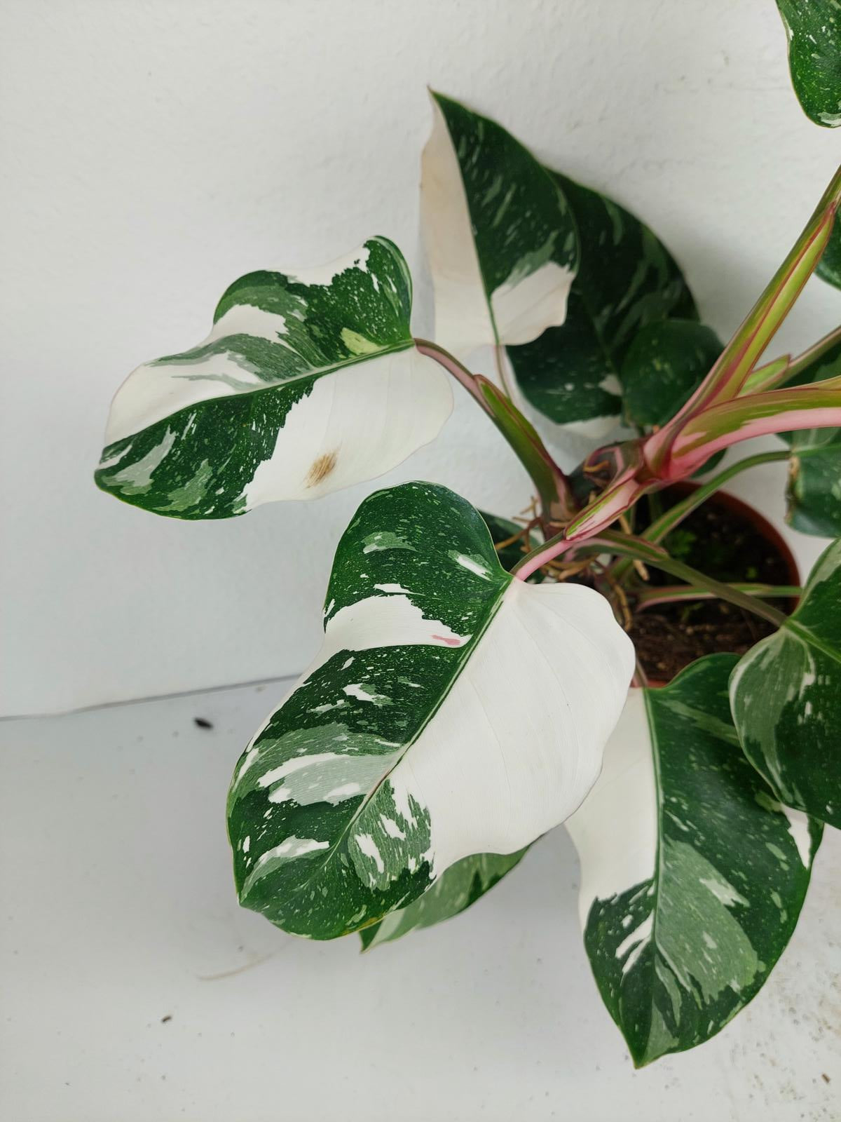 Philodendron White Princess