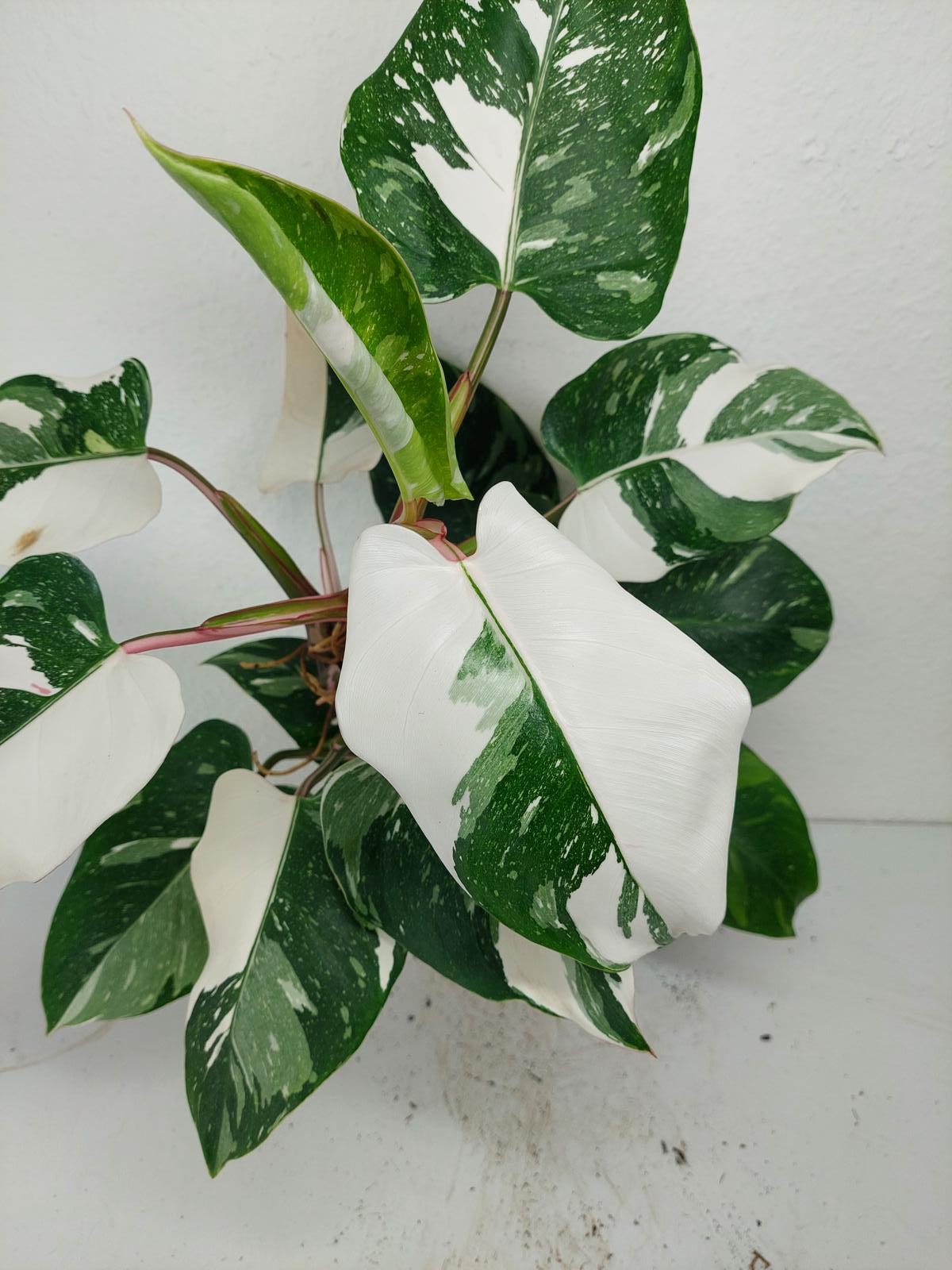 Philodendron White Princess