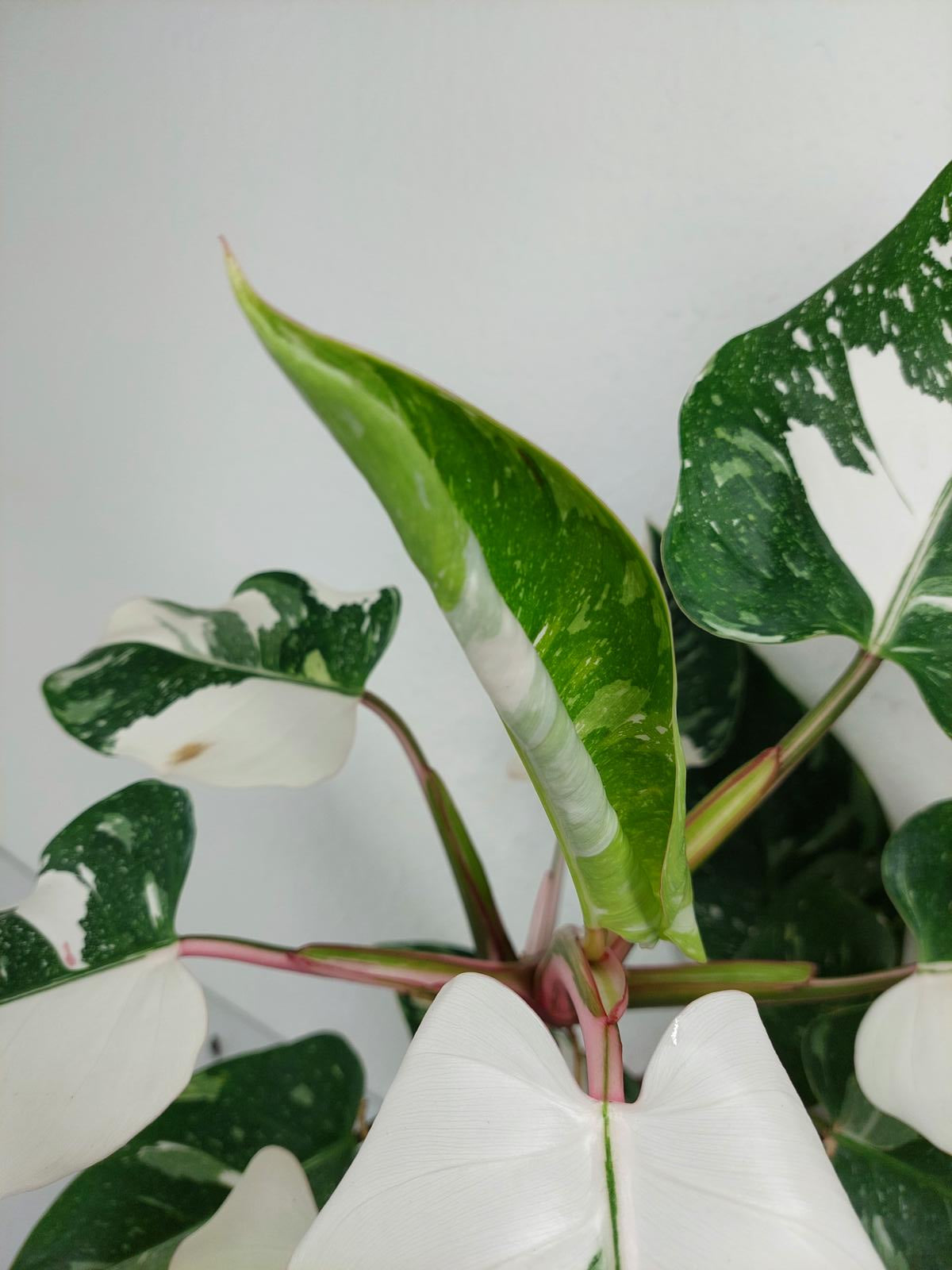 Philodendron White Princess