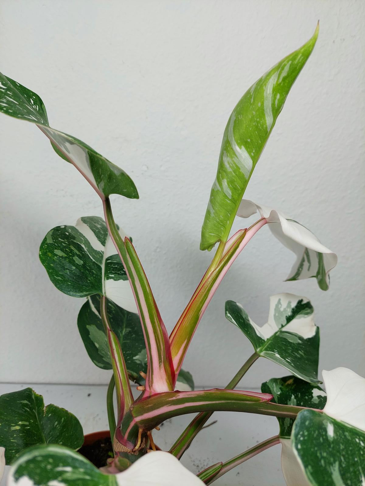 Philodendron White Princess