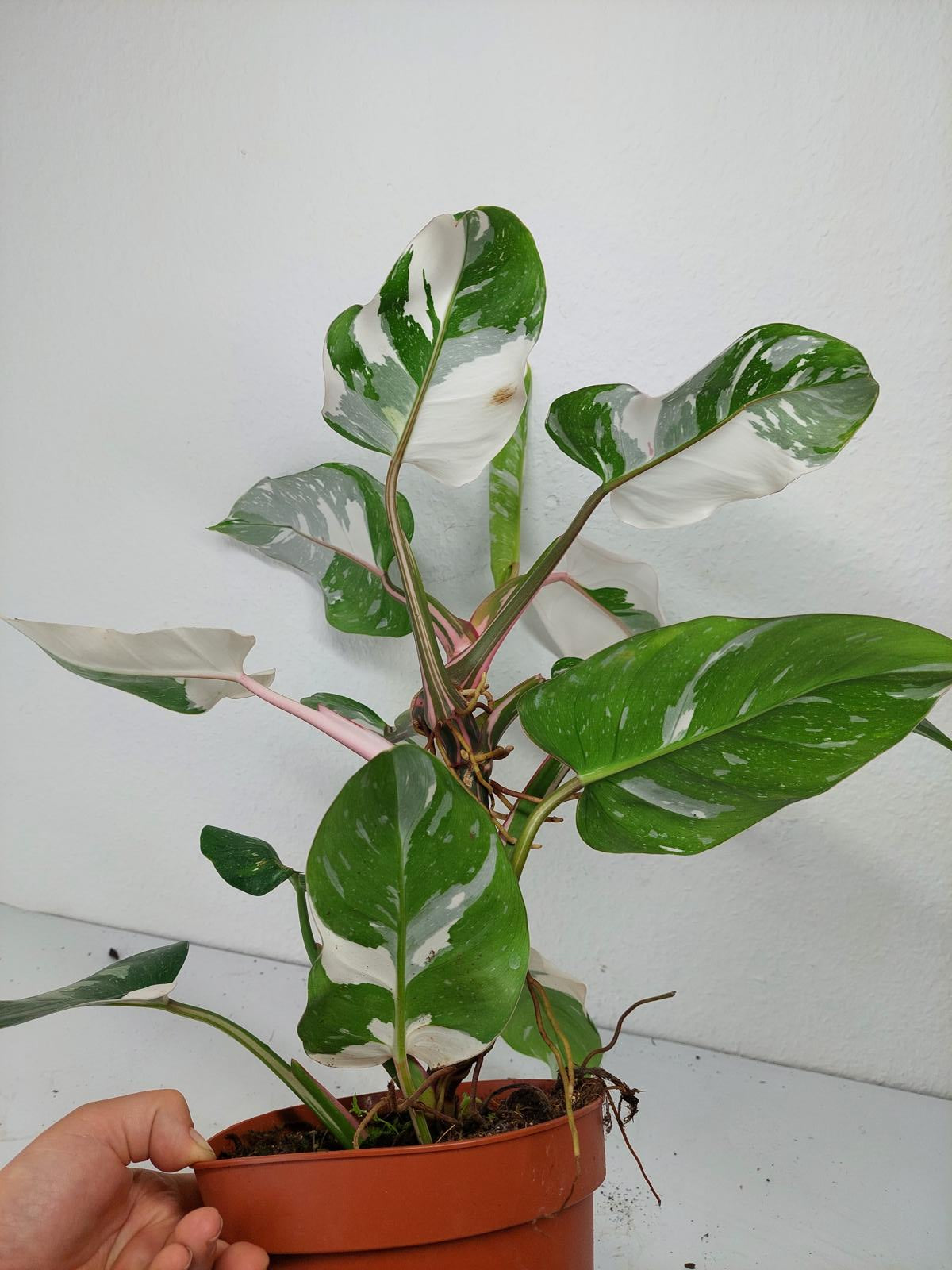 Philodendron White Princess