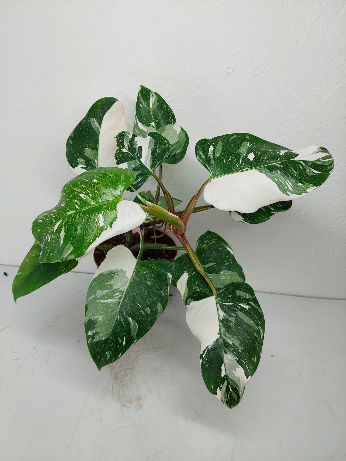 Philodendron White Princess