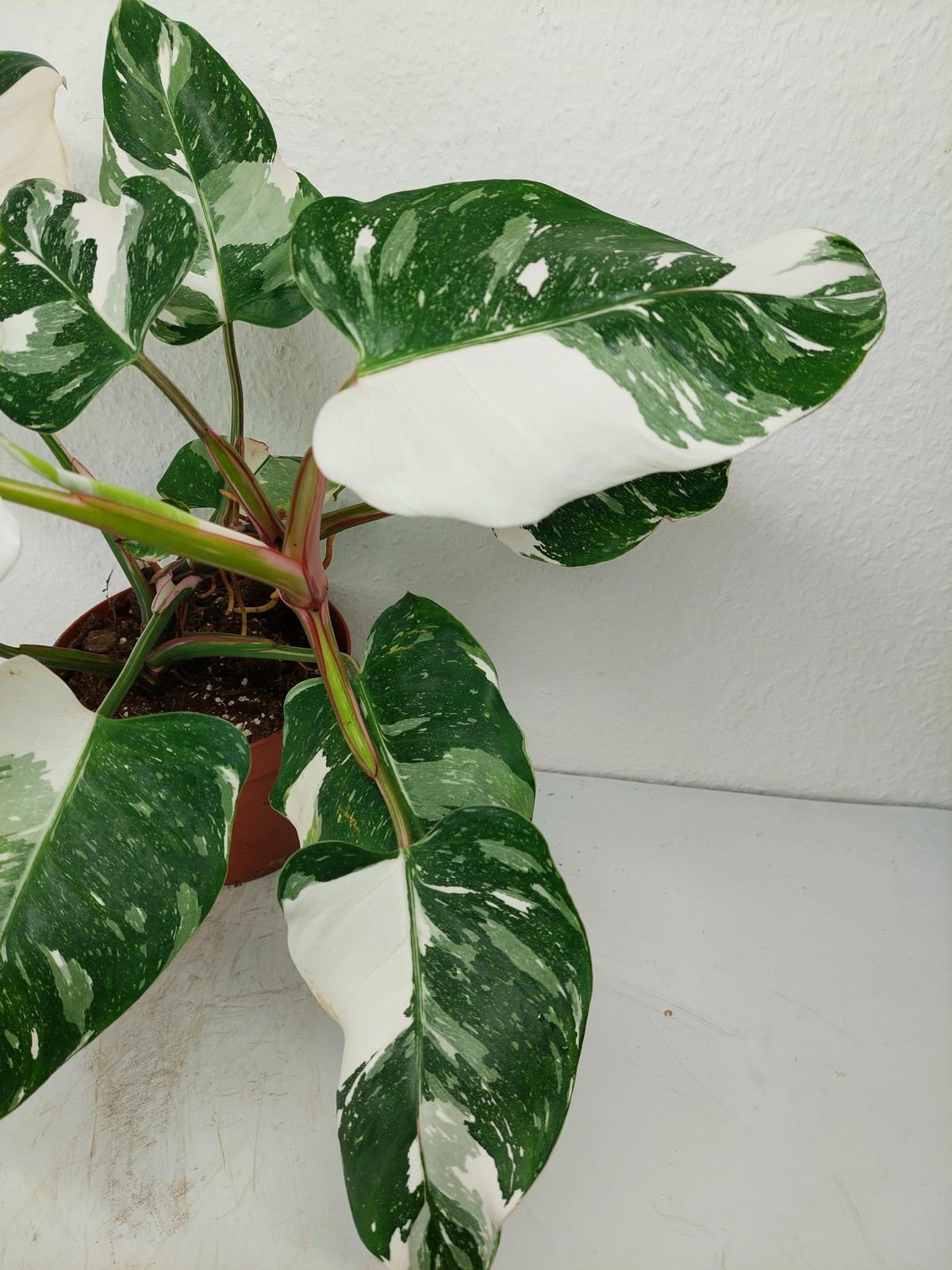 Philodendron White Princess