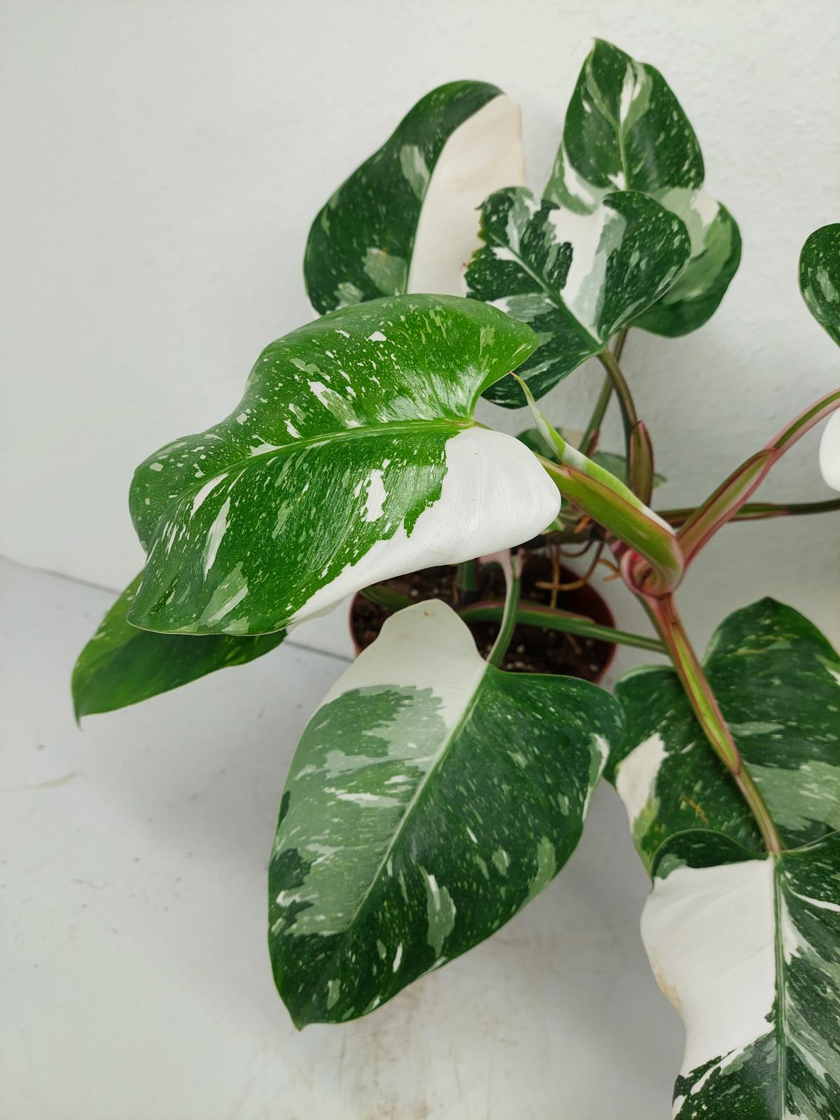 Philodendron White Princess