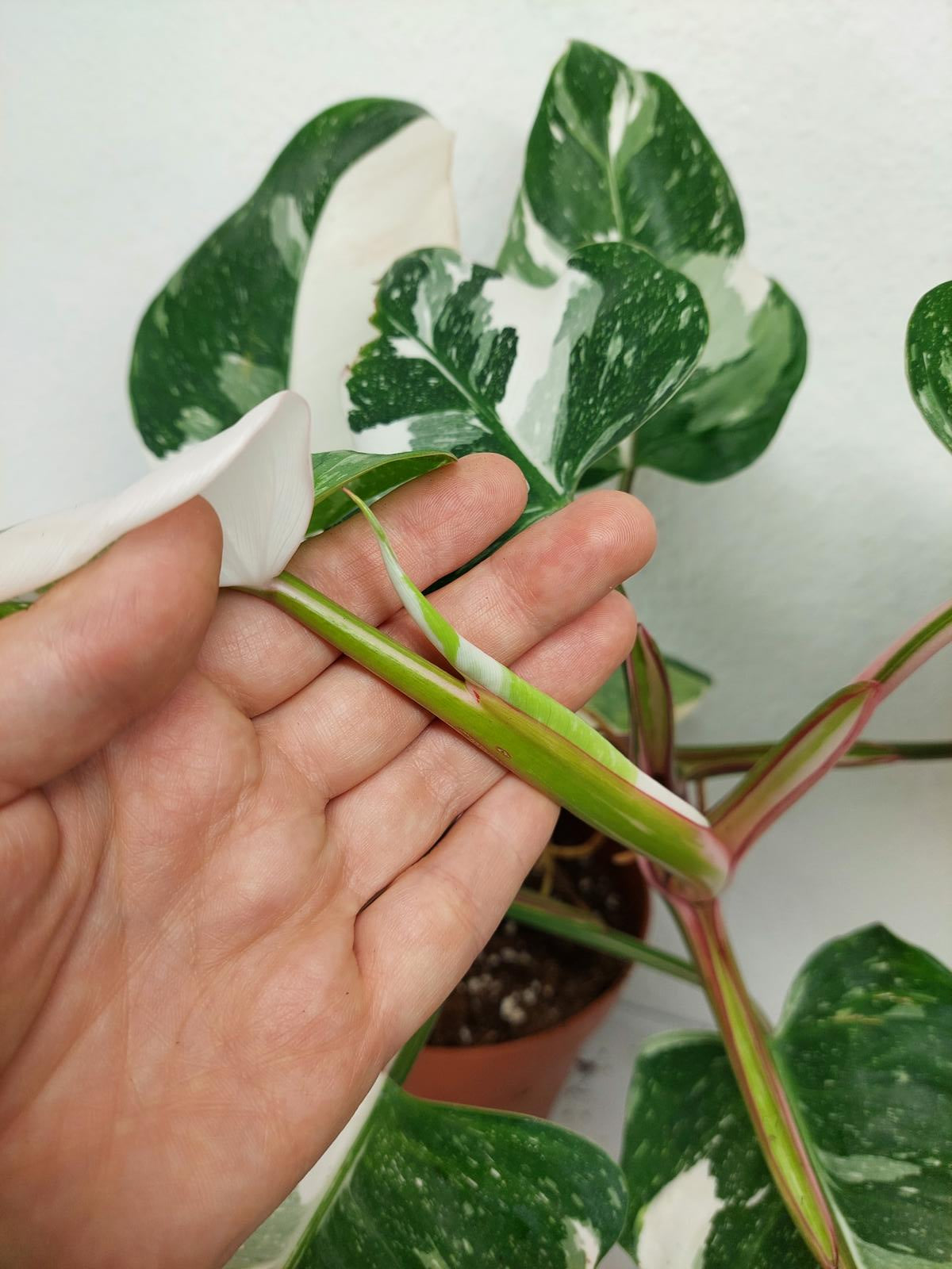 Philodendron White Princess
