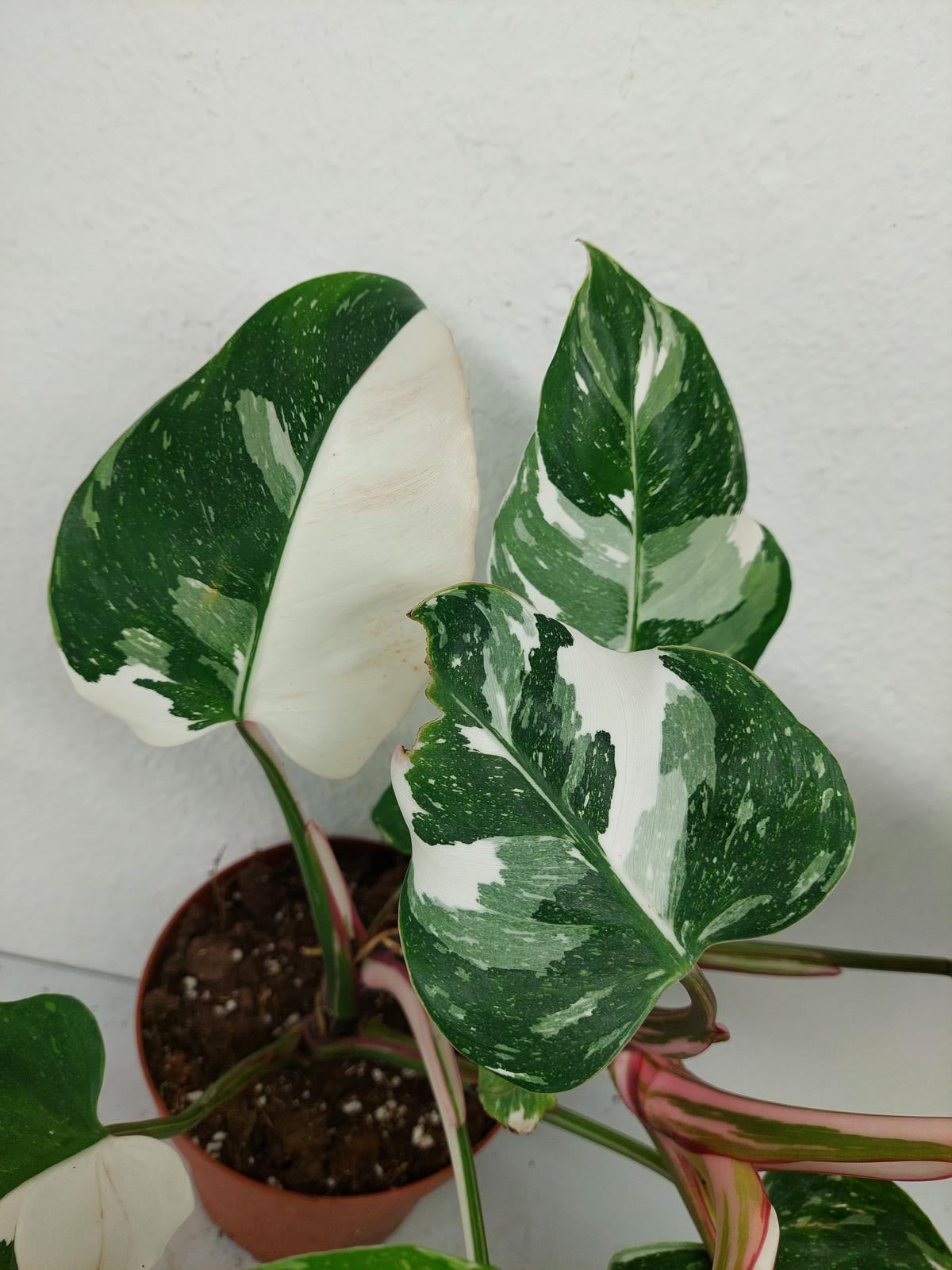 Philodendron White Princess