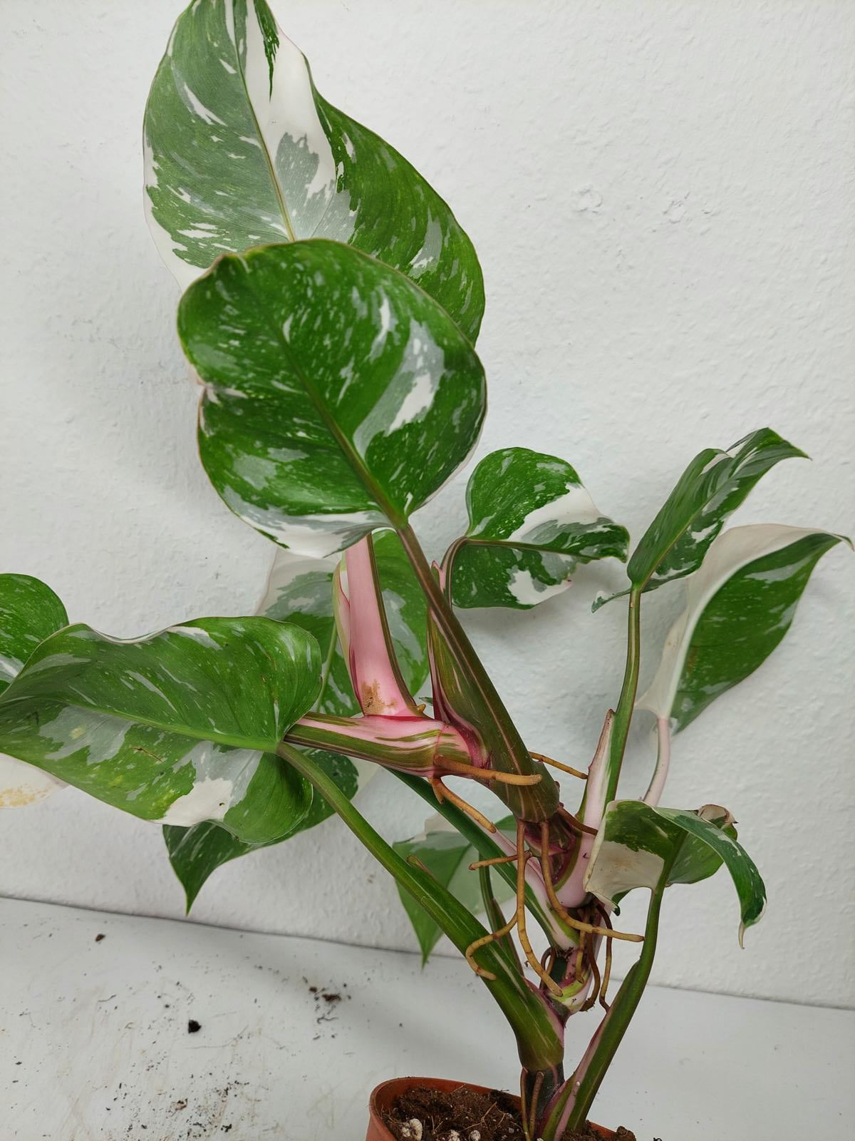 Philodendron White Princess