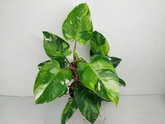 Philodendron White Princess Aurea Tricolor