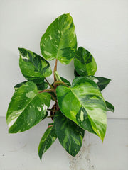 Philodendron White Princess Aurea Tricolor