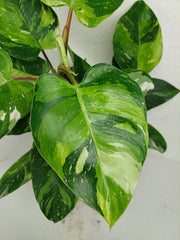 Philodendron White Princess Aurea Tricolor