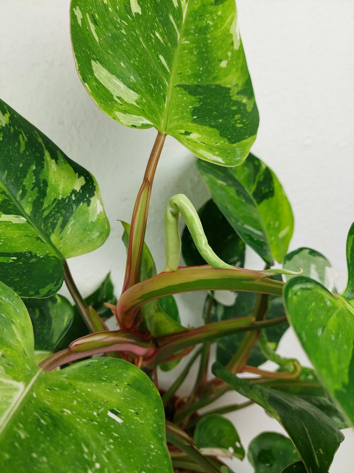 Philodendron White Princess Aurea Tricolor