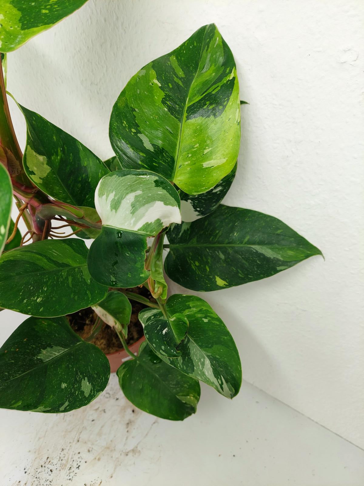 Philodendron White Princess Aurea Tricolor